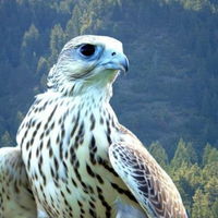 Arryn