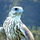 Arryn