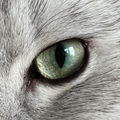 TigerLilly