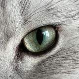 TigerLilly