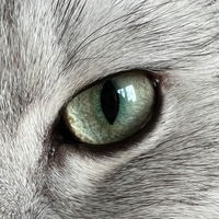 TigerLilly