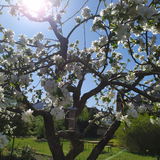 Pipilotta