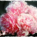 Lamimosadit1