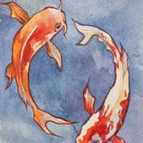 Rosegoldfish