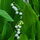 JunuMuguet