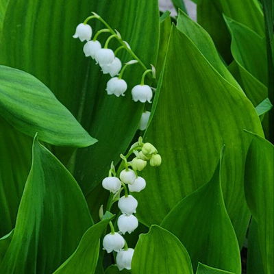 JunuMuguet