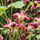 Elfenblume