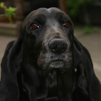 BlackBasset