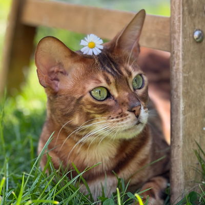 Lynnilya