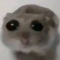 roccale