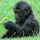 Crowlo