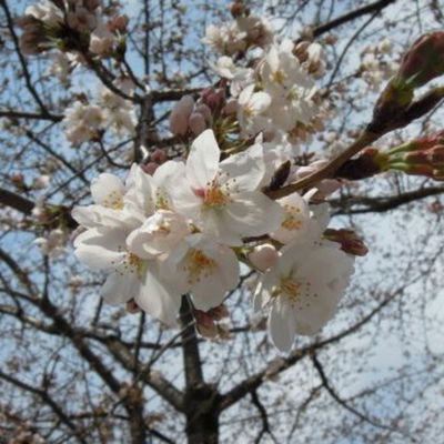 Agdabi2007