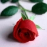 Ladyrose
