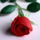 Ladyrose