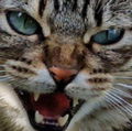 MitchOreno