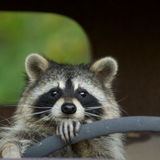 Racoon