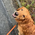Anniebert