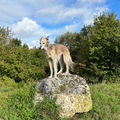 LeniKi