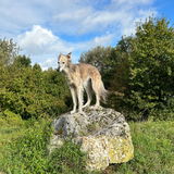LeniKi