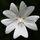 RosePetal