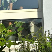 Pini