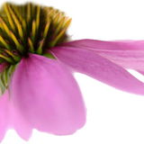 Naturella