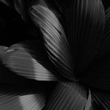 Rosaceous