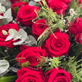Aylin543