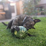 Zucchini