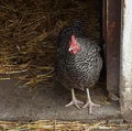 Irmargareta