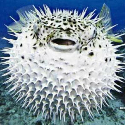 Fugufish