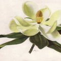 Evangeline