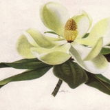 Evangeline