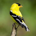 Birdee