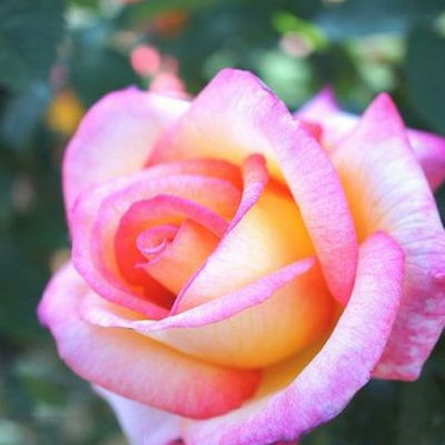 Flore