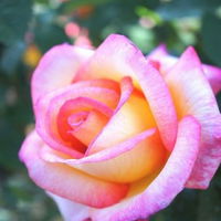 Flore