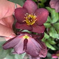 hermitly