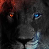 Lion911