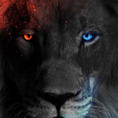 Lion911
