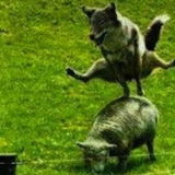 CrazyWolf