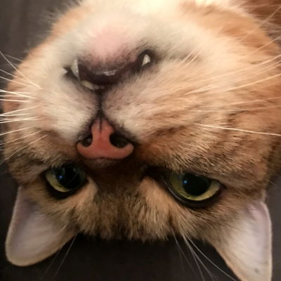 Makeupmiau