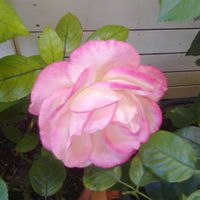 Amania