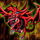 DerDrache