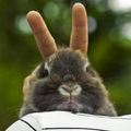 Bunnyka