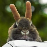 Bunnyka