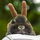 Bunnyka