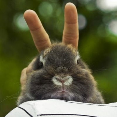 Bunnyka