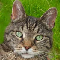 Casimir
