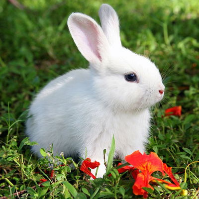 Fleurrare