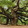 Oak